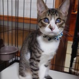 11月12日荒川沖店に参加するTeam.ホーリーキャットの保護猫07