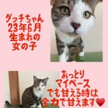11月12日荒川沖店に参加するTeam.ホーリーキャットの保護猫10