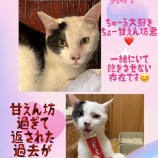 11月12日荒川沖店に参加するTeam.ホーリーキャットの保護猫13