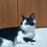 11月26日荒川沖店に参加する犬猫物語の保護猫03