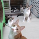 11月26日千葉店に参加するNPO法人ねこけん千葉支部の保護猫17