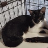 11月19日店に千代田参加するアニマルフレンドの保護猫05