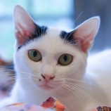 11月19日東大宮店に参加するNPO法人 Happy-Wildcatsの保護猫02