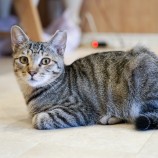 11月19日東大宮店に参加するNPO法人 Happy-Wildcatsの保護猫05