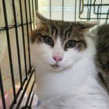 11月12日ひたちなか店に参加するネコスペ事務局の保護猫16