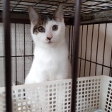 11月12日ひたちなか店に参加するネコスペ事務局の保護猫18