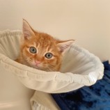 12月2日ひたちなか店に参加するNPO法人動物愛護団体LYSTAの保護猫03