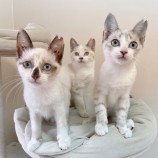 12月2日ひたちなか店に参加するNPO法人動物愛護団体LYSTAの保護猫08