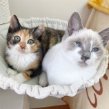 12月2日ひたちなか店に参加するNPO法人動物愛護団体LYSTAの保護猫09