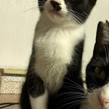 11月5日瑞穂店に参加する猫レンジャーの保護猫24