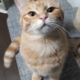 11月5日瑞穂店に参加する猫レンジャーの保護猫55