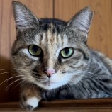 11月25日君津店に参加する富津ねこネットの保護猫02