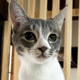 11月25日君津店に参加する富津ねこネットの保護猫03