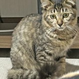 12月3日君津店に参加する猫レンジャーの保護猫07