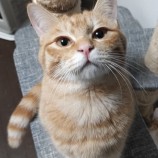 12月3日君津店に参加する猫レンジャーの保護猫10