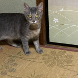 12月3日君津店に参加する猫レンジャーの保護猫19