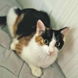 12月3日君津店に参加する猫レンジャーの保護猫22