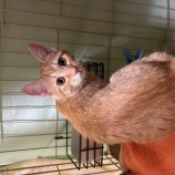 11月12日瑞穂店に参加する一般社団法人またたび家の保護猫02