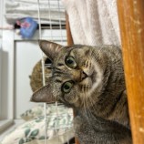 11月12日瑞穂店に参加する一般社団法人またたび家の保護猫04