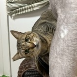 11月12日瑞穂店に参加する一般社団法人またたび家の保護猫05