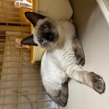 11月12日瑞穂店に参加する一般社団法人またたび家の保護猫08