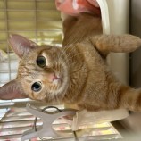 11月12日瑞穂店に参加する一般社団法人またたび家の保護猫09