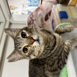 11月26日瑞穂店に参加するまたたび家の保護猫02