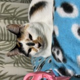 11月26日瑞穂店に参加するまたたび家の保護猫03