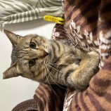 11月26日瑞穂店に参加するまたたび家の保護猫04