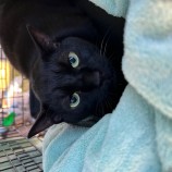 11月26日瑞穂店に参加するまたたび家の保護猫07