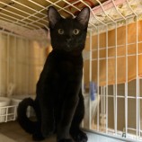 11月26日瑞穂店に参加するまたたび家の保護猫10