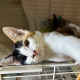 11月26日瑞穂店に参加するまたたび家の保護猫11