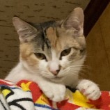 11月26日吉岡店に参加する猫のへやの保護猫02