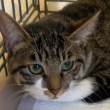 11月26日吉岡店に参加する猫のへやの保護猫03