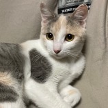 11月26日吉岡店に参加する猫のへやの保護猫07