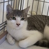 11月26日吉岡店に参加する猫のへやの保護猫09