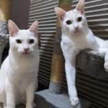 12月17日千葉店に参加するNPO法人ねこけん千葉支部の保護猫15