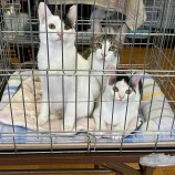 12月17日千葉店に参加するNPO法人ねこけん千葉支部の保護猫18
