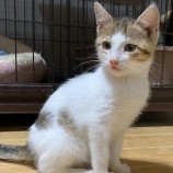 12月17日千代田店に参加するアニマルフレンドの保護猫01