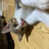 12月17日千代田店に参加するアニマルフレンドの保護猫02