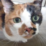 12月17日千代田店に参加する動物保護団体SONA DORASの保護猫03