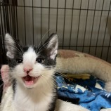 12月17日千代田店に参加するアニマルフレンドの保護猫04