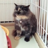 12月17日千代田店に参加する動物保護団体SONA DORASの保護猫04