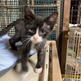 12月17日千代田店に参加するアニマルフレンドの保護猫05