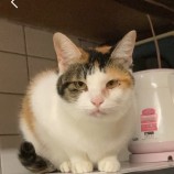 12月17日千代田店に参加するアニマルフレンドの保護猫06