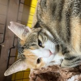 12月17日千代田店に参加するアニマルフレンドの保護猫07