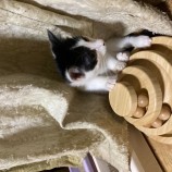 12月17日千代田店に参加するアニマルフレンドの保護猫08