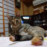 12月10日ひたちなか店に参加するネコスペ事務局の保護猫16