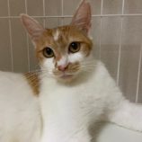 1月6日市原店に参加する花ねこ千葉の保護猫02