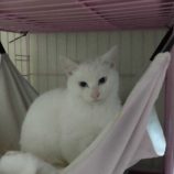 1月6日市原店に参加する花ねこ千葉の保護猫03